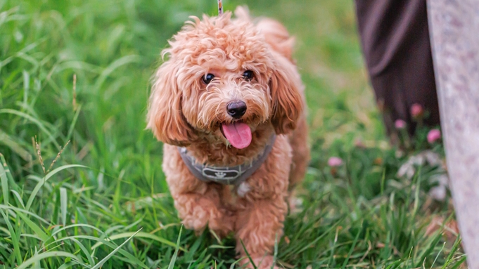 ≪愛犬同伴歓迎≫【基本プラン】朝夕ホテルビュッフェ！ペット可1棟貸コテージで愛犬と高原リゾートステイ